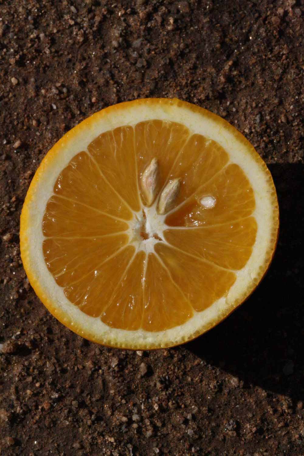              Fruit cross-section (Riverside, CA)       